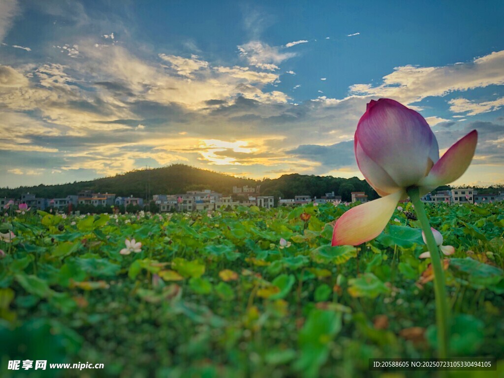 夕阳下的荷花与绿野