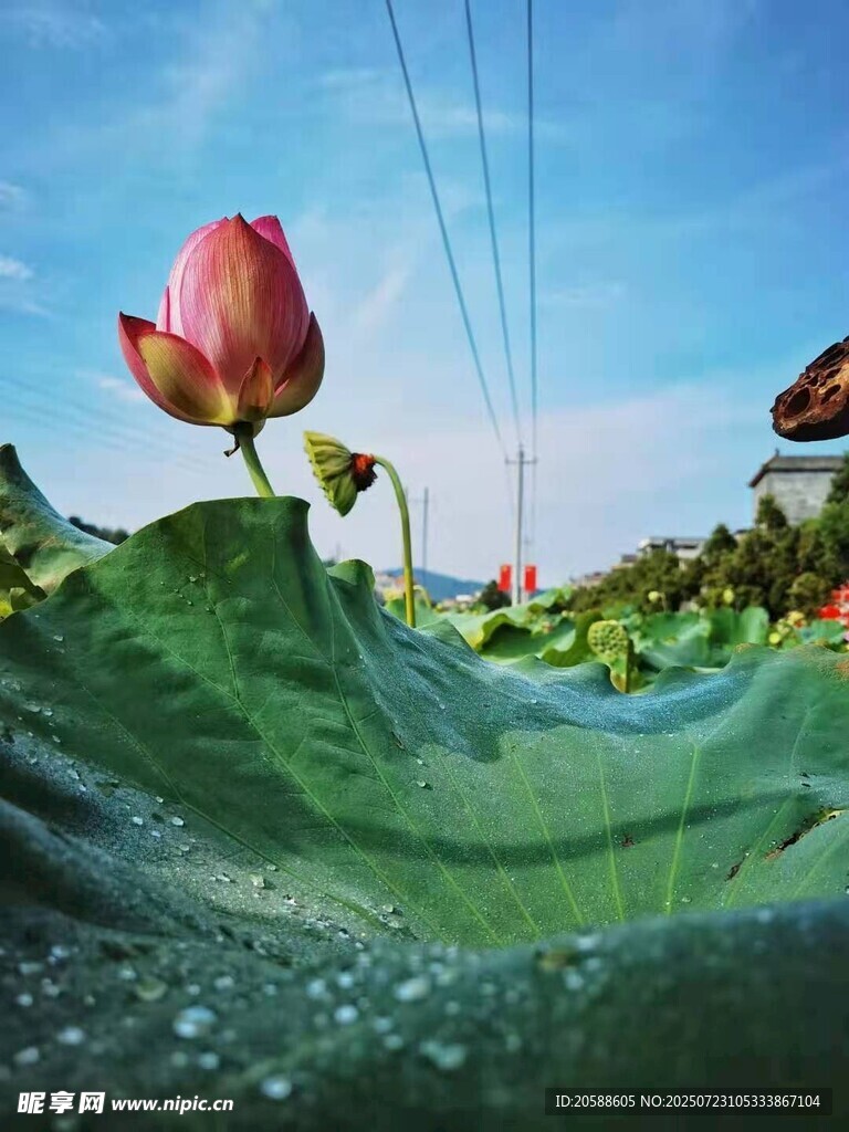 水中绽放的娇艳荷花