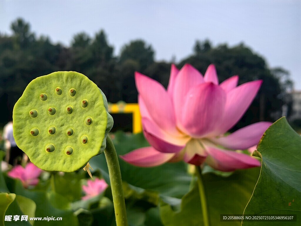 娇艳荷花与莲蓬同框