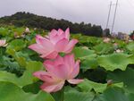 粉色荷花绽放于荷叶间