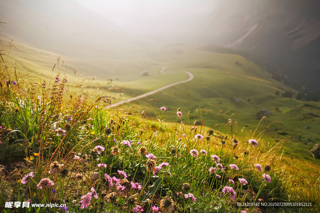 山间雾中繁花小径美景