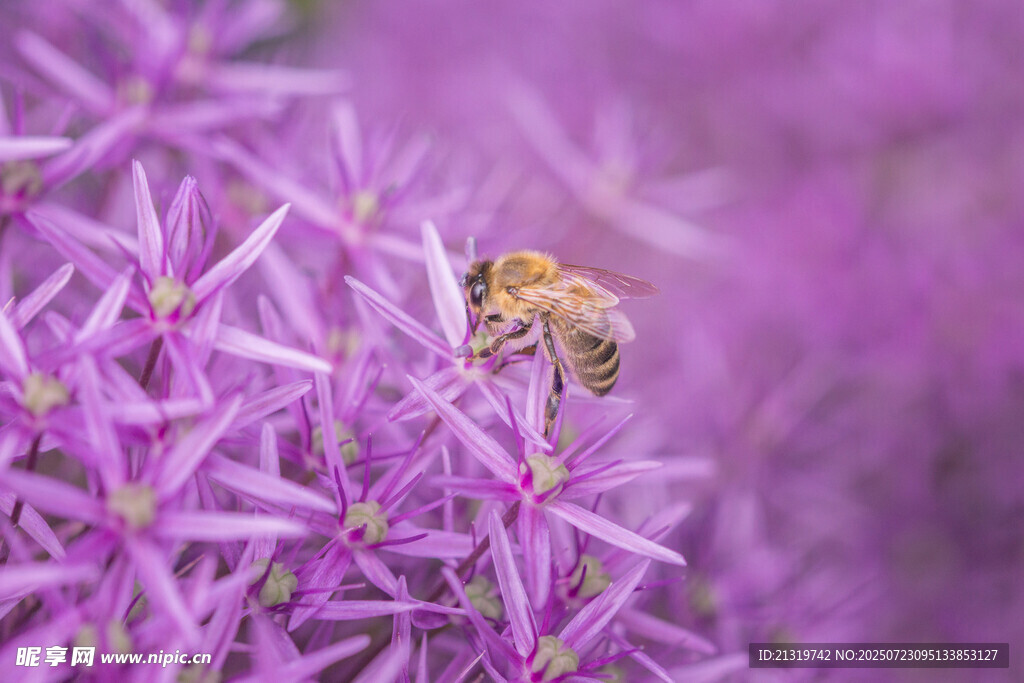 紫花丛中的小蜜蜂