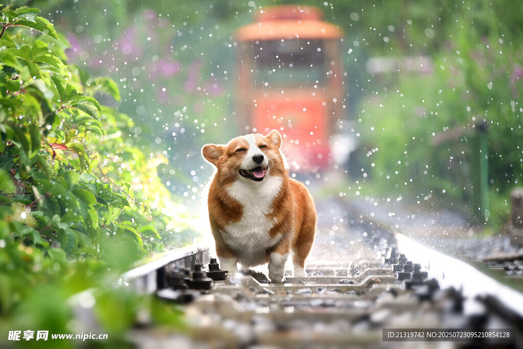 铁轨上奔跑的柯基犬