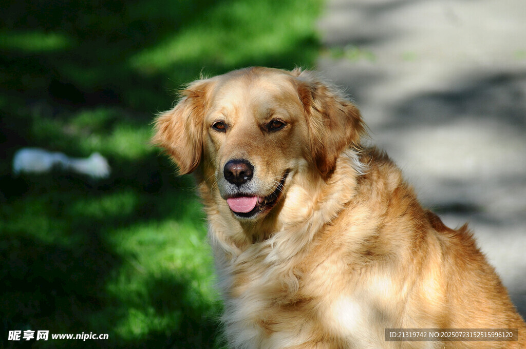 阳光下的微笑金毛犬