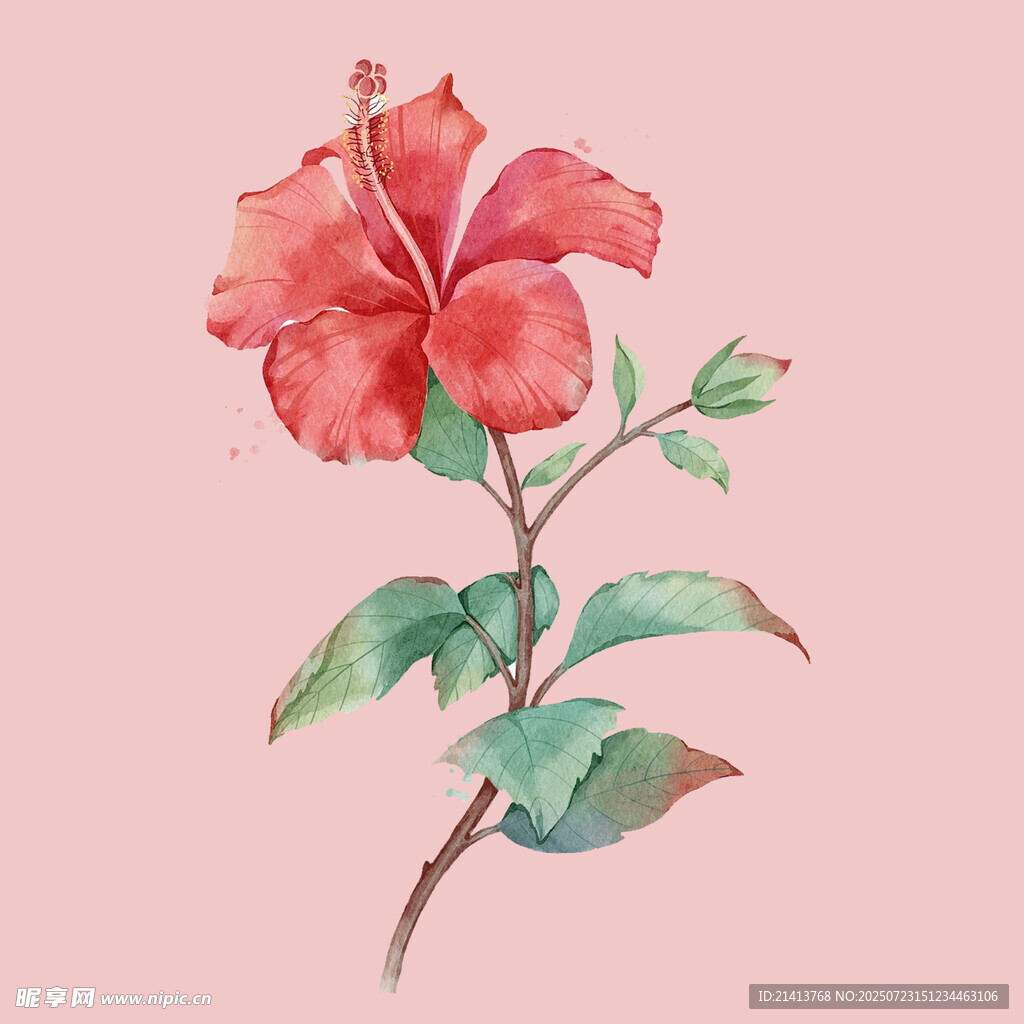 手绘红色扶桑花插画