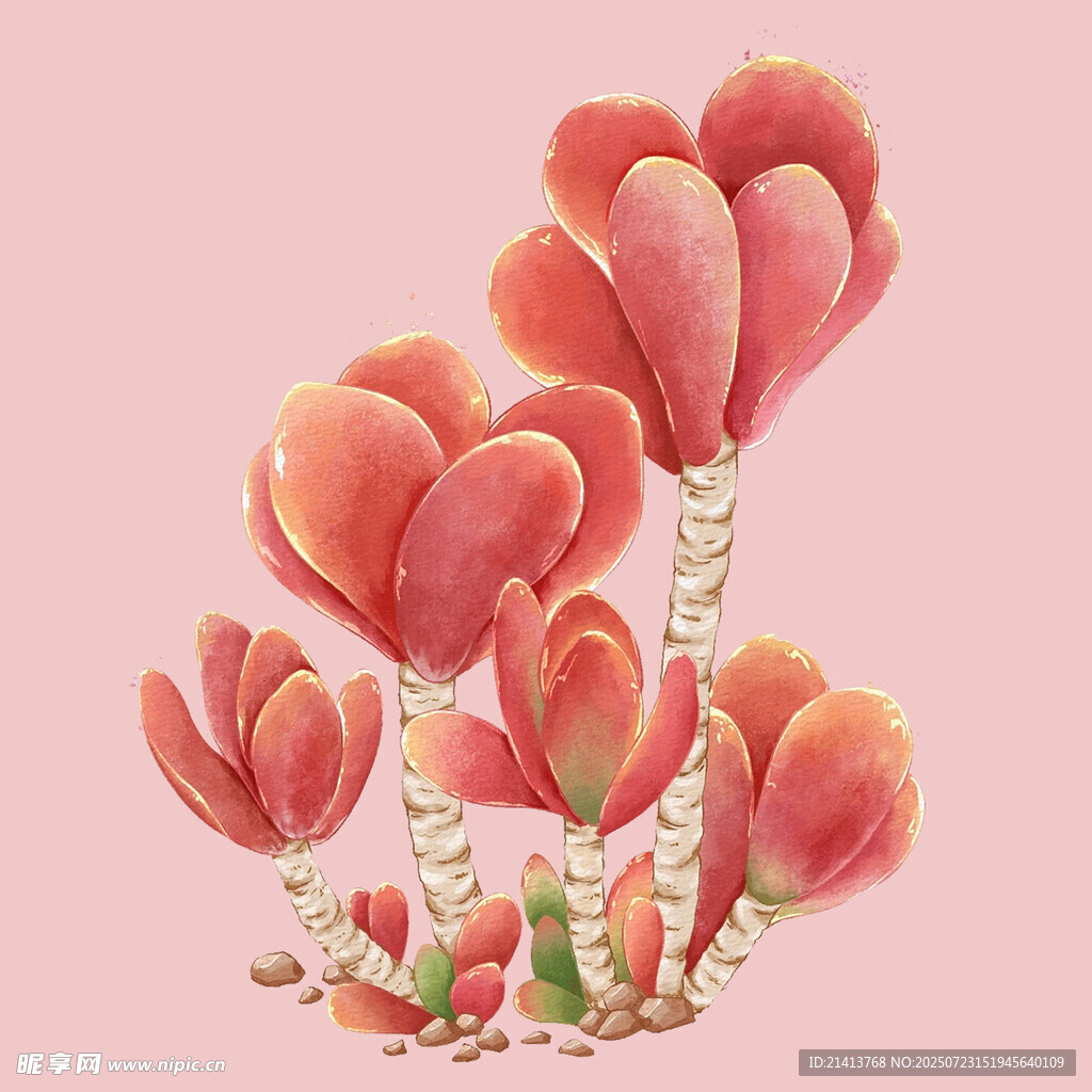 粉色多肉植物插画