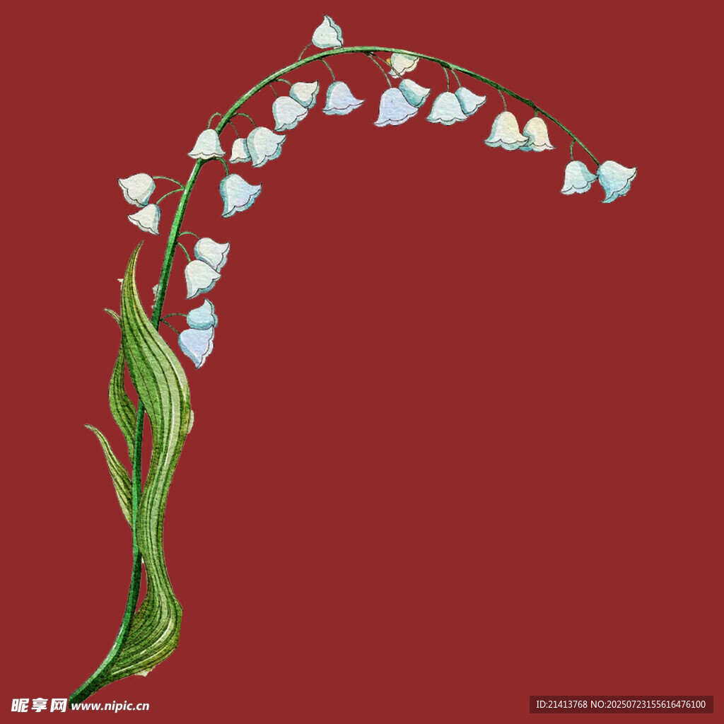 弯曲的铃兰花枝