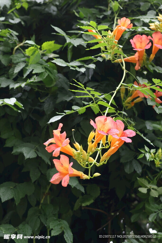 盛开的凌霄花