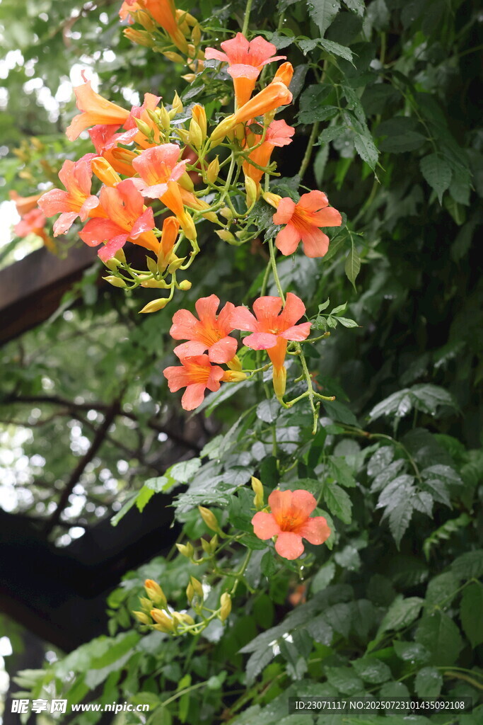 盛开的凌霄花