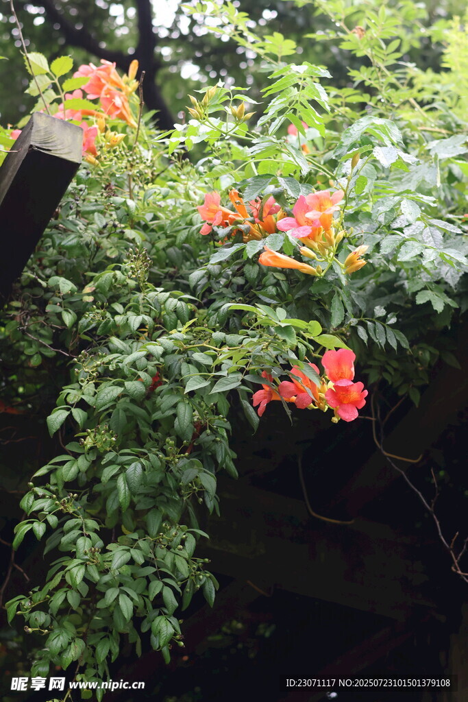 凌霄花