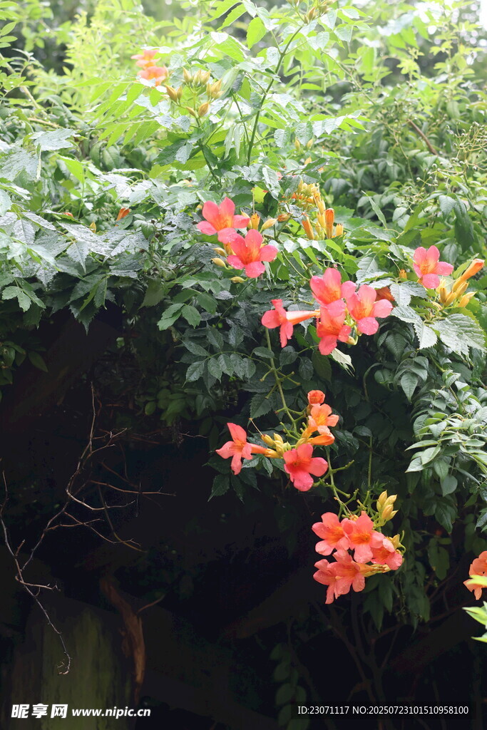 凌霄花