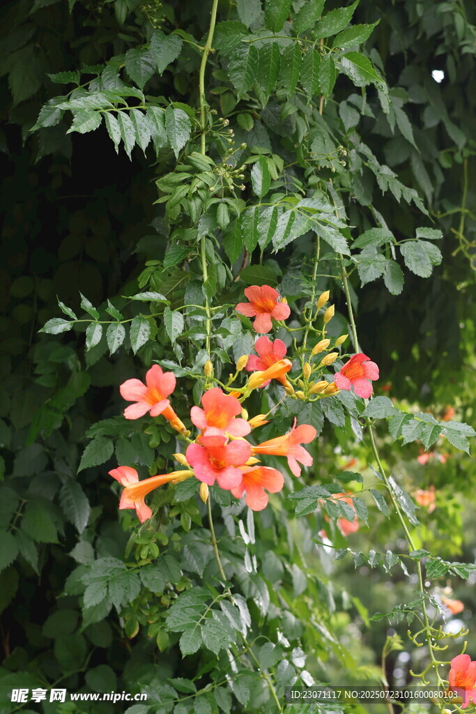 鲜艳凌霄花绽放绿叶间
