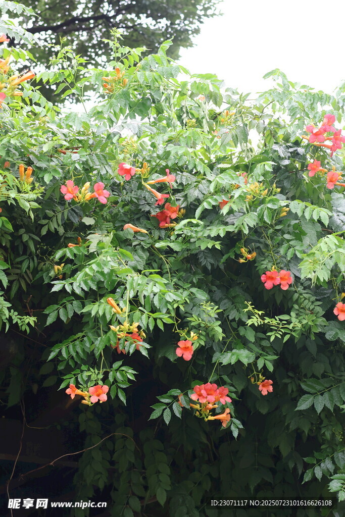 绿叶间绽放的凌霄花