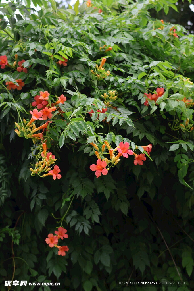 盛开的凌霄花