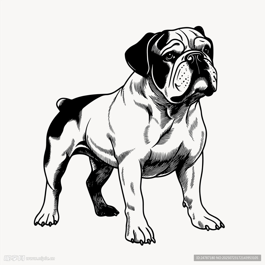 斗牛犬