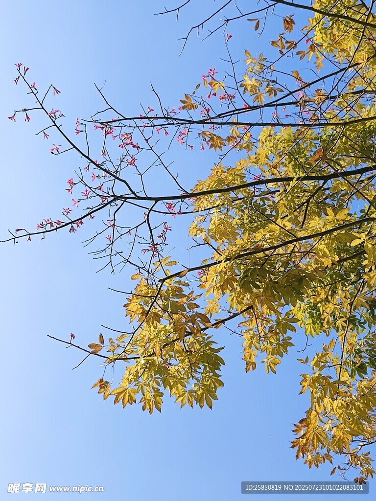 秋日枝头黄叶映蓝天