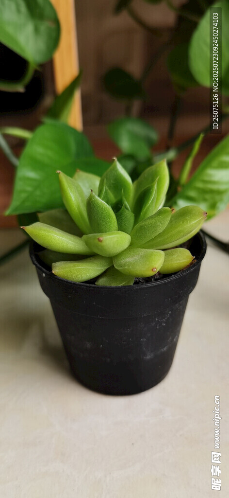 黑色花盆中的翠绿多肉