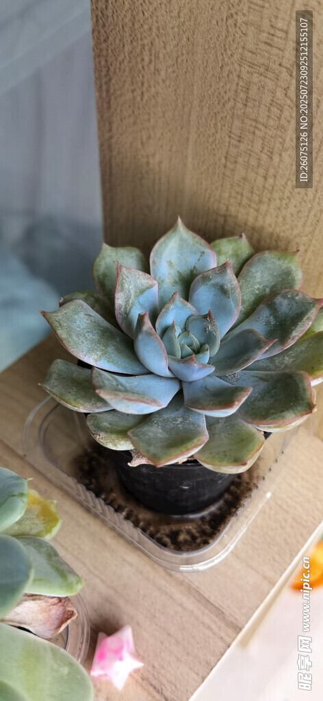 蓝绿色多肉植物盆栽
