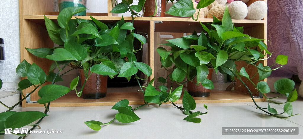室内绿植散落一地