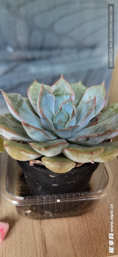 蓝绿色多肉植物特写