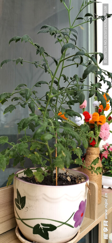 手绘花盆中的蕃茄苗