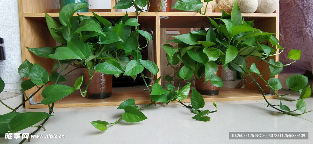室内绿植展示架上的植物