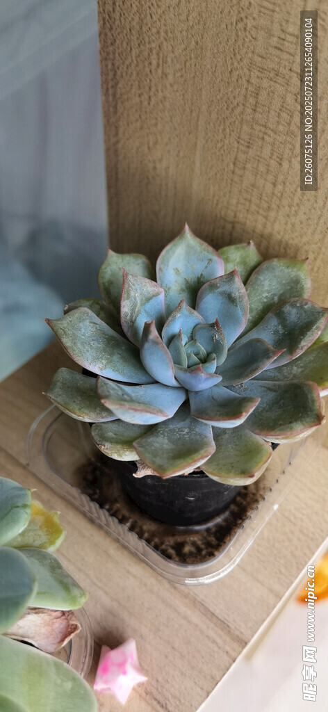 蓝绿色多肉植物特写