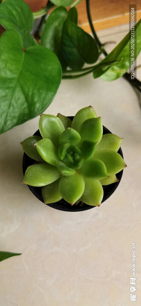 小巧多肉植物绿意盎然