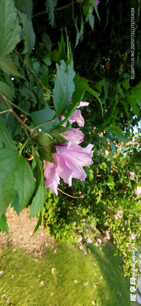 绽放的木槿花