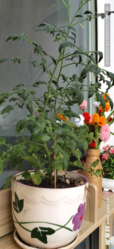 手绘花盆中的蕃茄苗