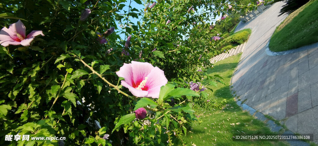 娇艳绽放的粉色木槿花朵