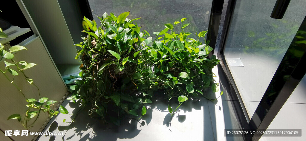 窗边绿植生机盎然