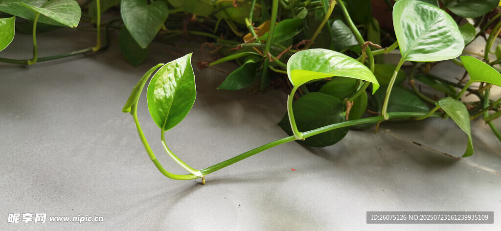 翠绿藤蔓植物特写