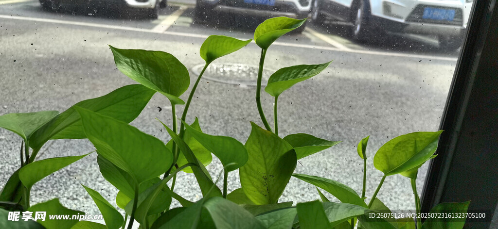 窗边翠绿植物生机勃勃