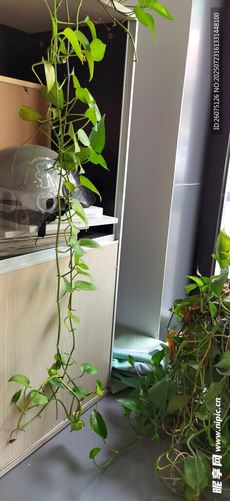 室内绿植装饰角落
