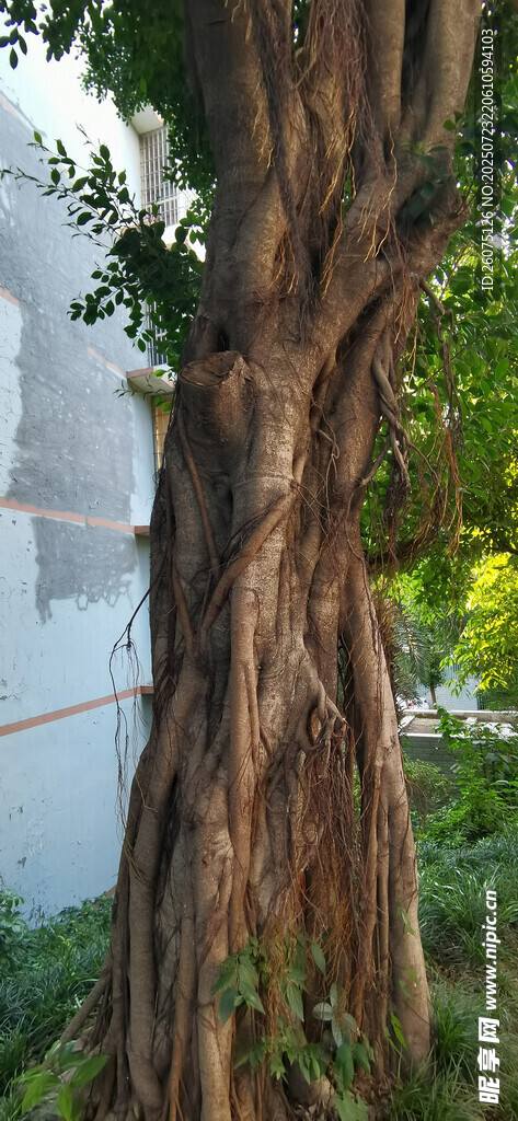 古老粗壮的树干