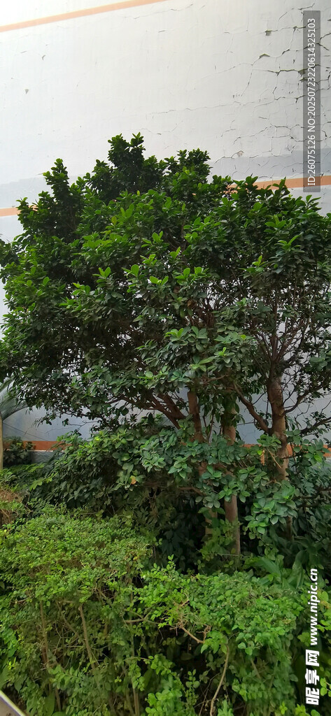 墙边绿植景观