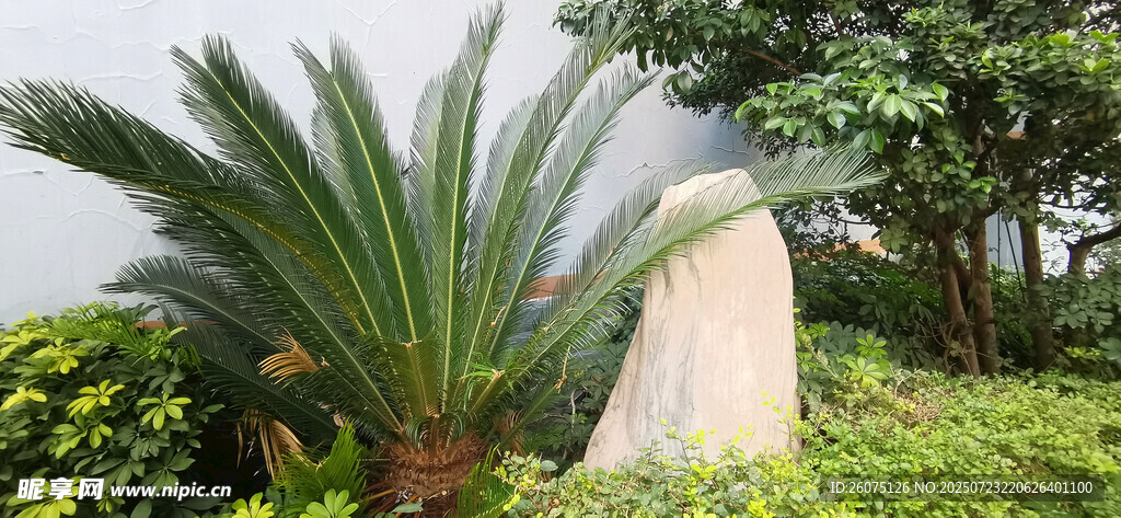 绿植环绕中的白色景观石