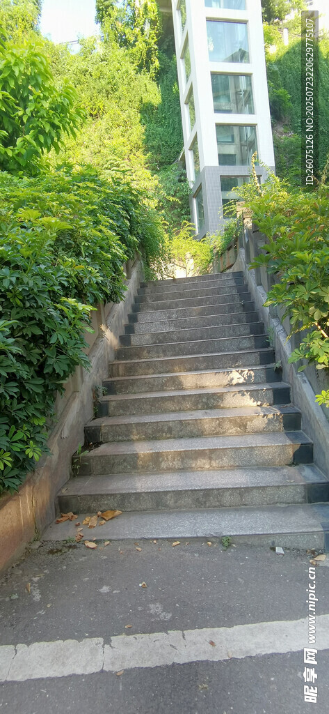 绿意环绕的户外石阶