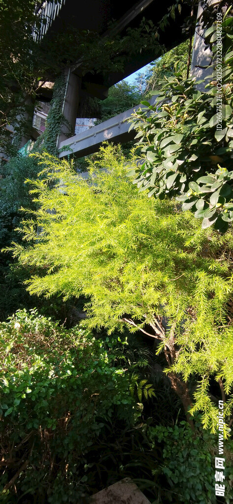 翠绿枝叶的生机盎然景致