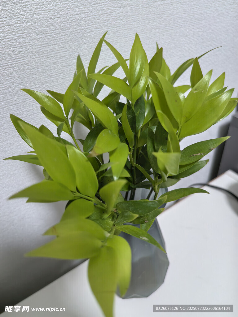 清新绿植装点室内空间