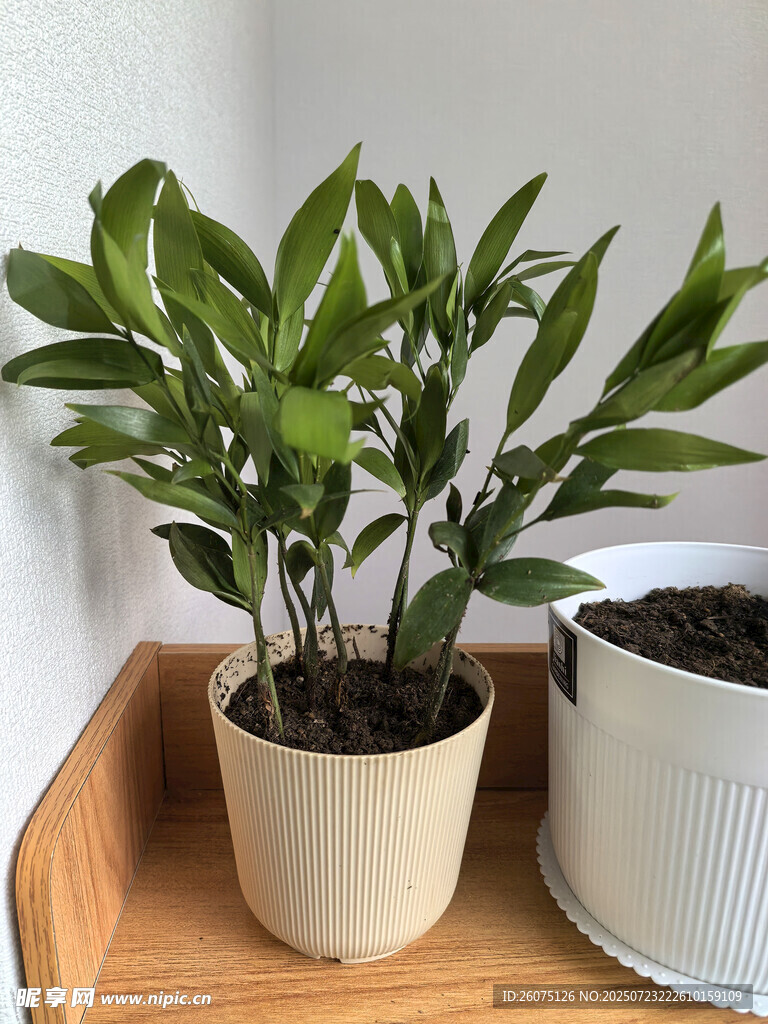 桌上绿植盆栽