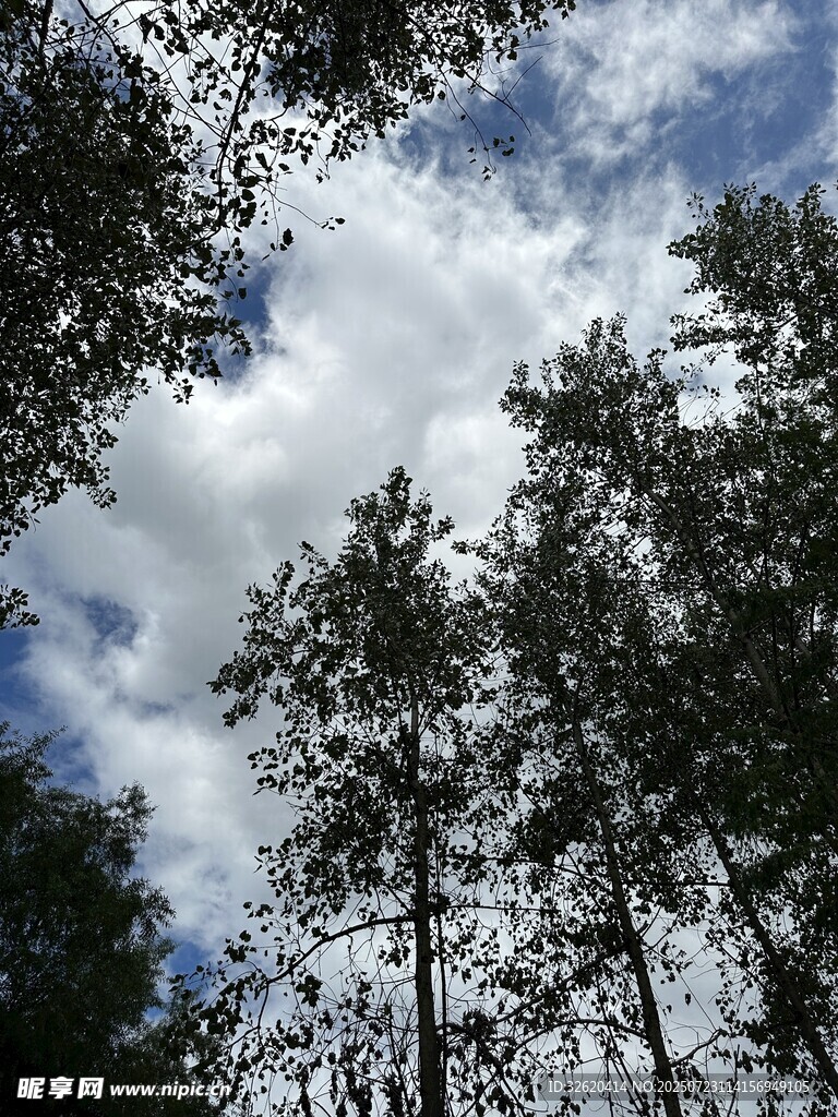 林间仰望天空与繁茂树木
