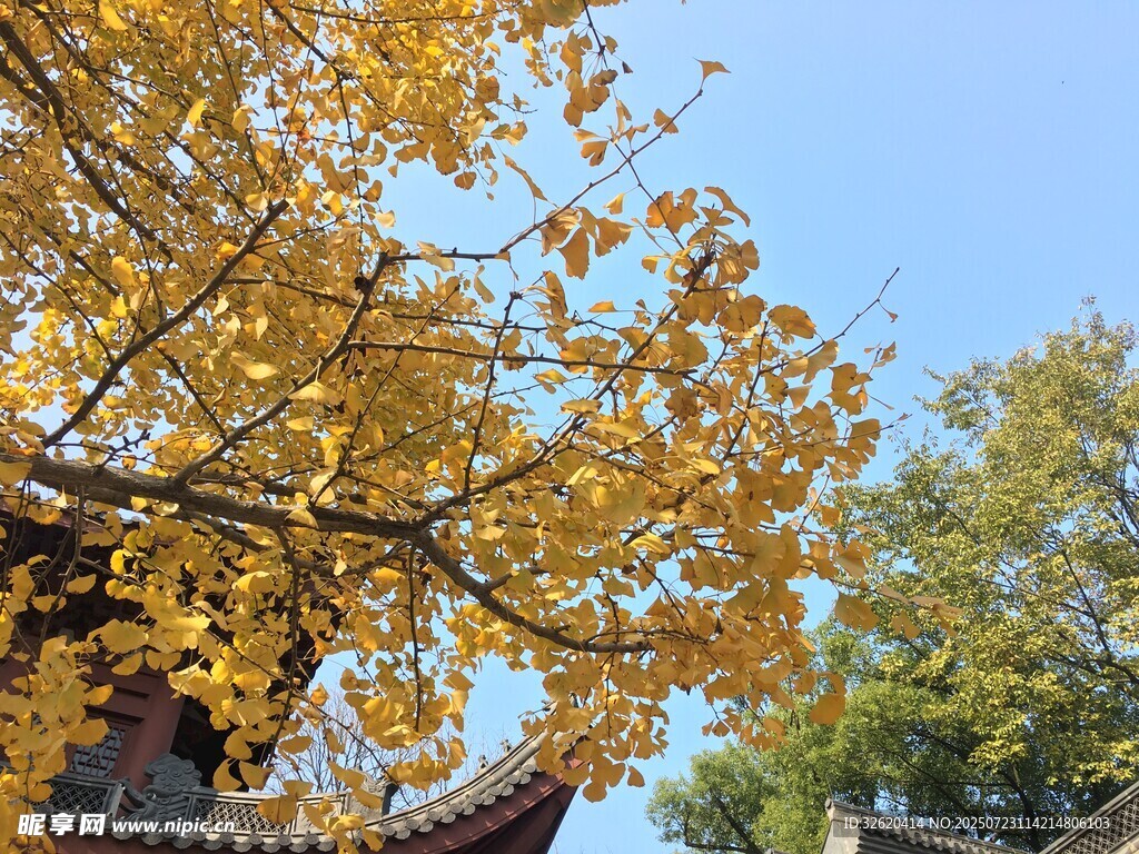 秋日古树下的金黄景致