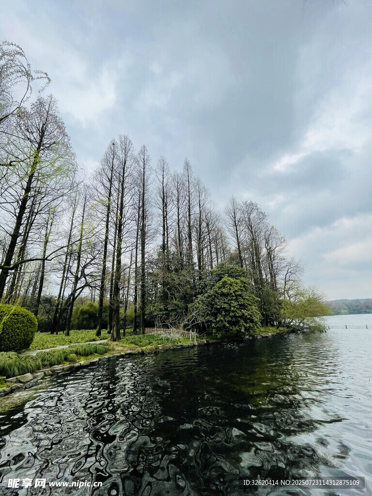 湖畔枯树与葱郁绿植景观