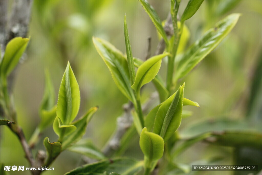 嫩绿新茶芽