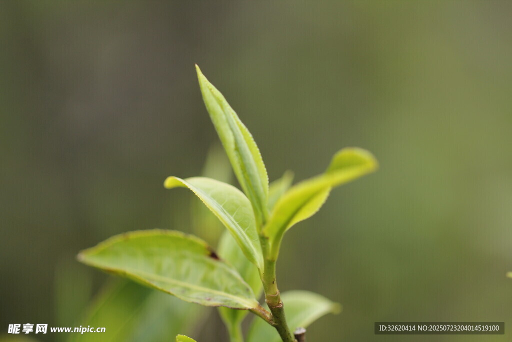 嫩绿新茶芽