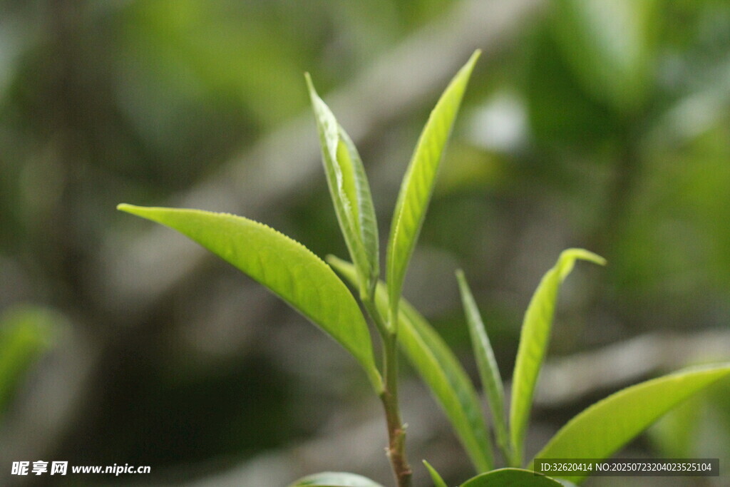 嫩绿新茶芽