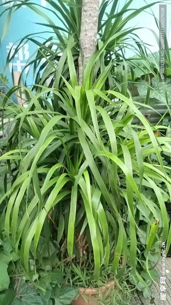 龙血树绿植景观