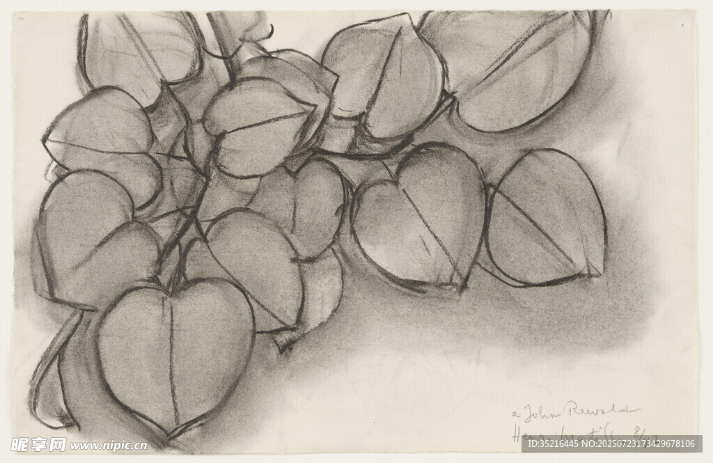 手绘叶片形态素描图
